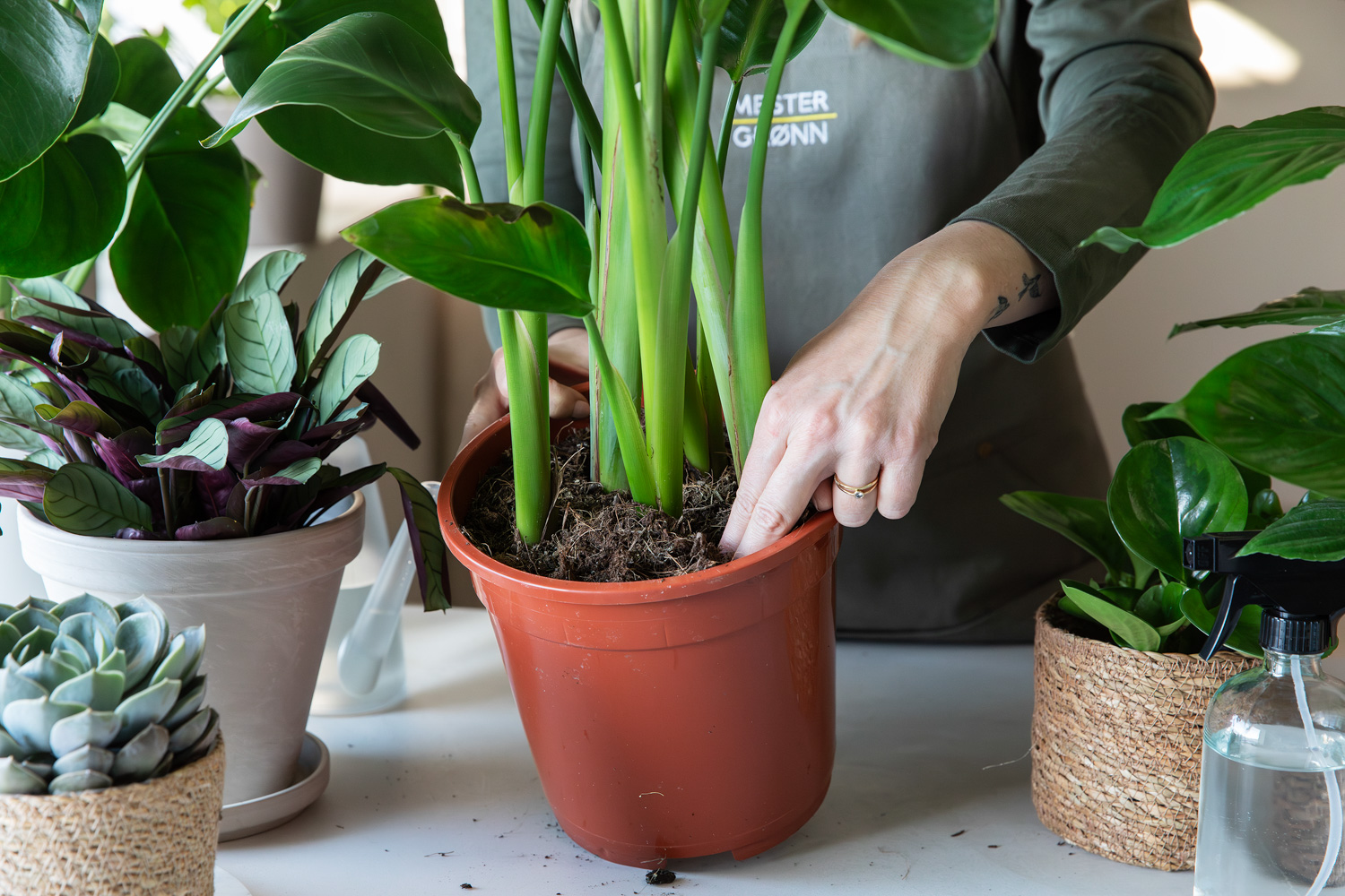 Kjenn på jorden om planten trenger vann.